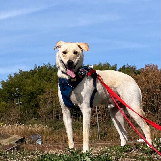 ロングリードで走り回る春くん