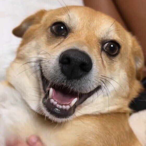 犬とスキンシップをとることが大切な理由とは 愛犬とのふれあいはなぜ必要？ いぬのきもち