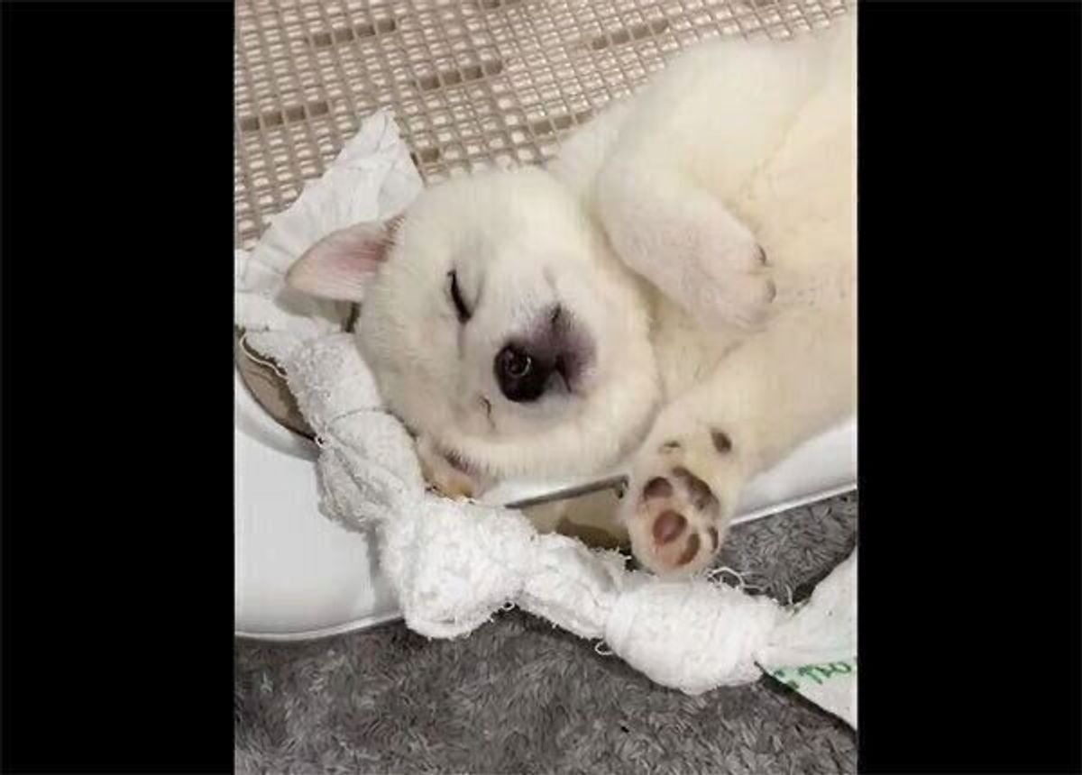 眠気に勝てなかった柴の子犬 寝ぼけてとった行動が大物を予感させる いぬのきもちweb Magazine 眠気に勝てなかった柴の子犬 寝ぼけてとった行動が大物を予感させる いぬのきもちweb Magazine