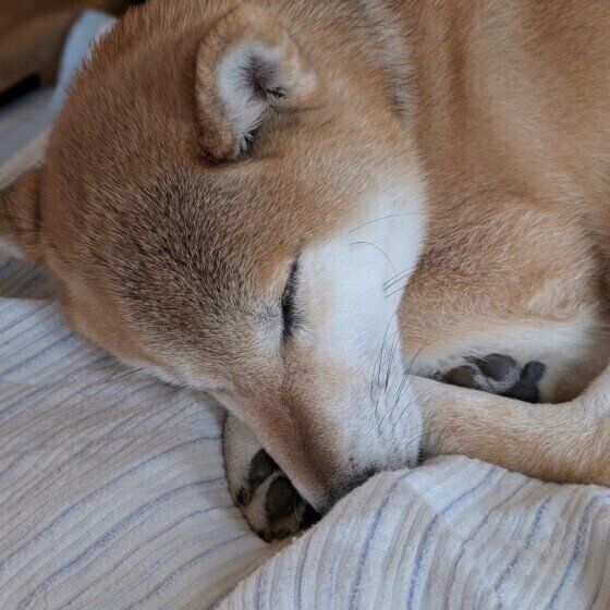 気持ちよさそうに寝る柴犬