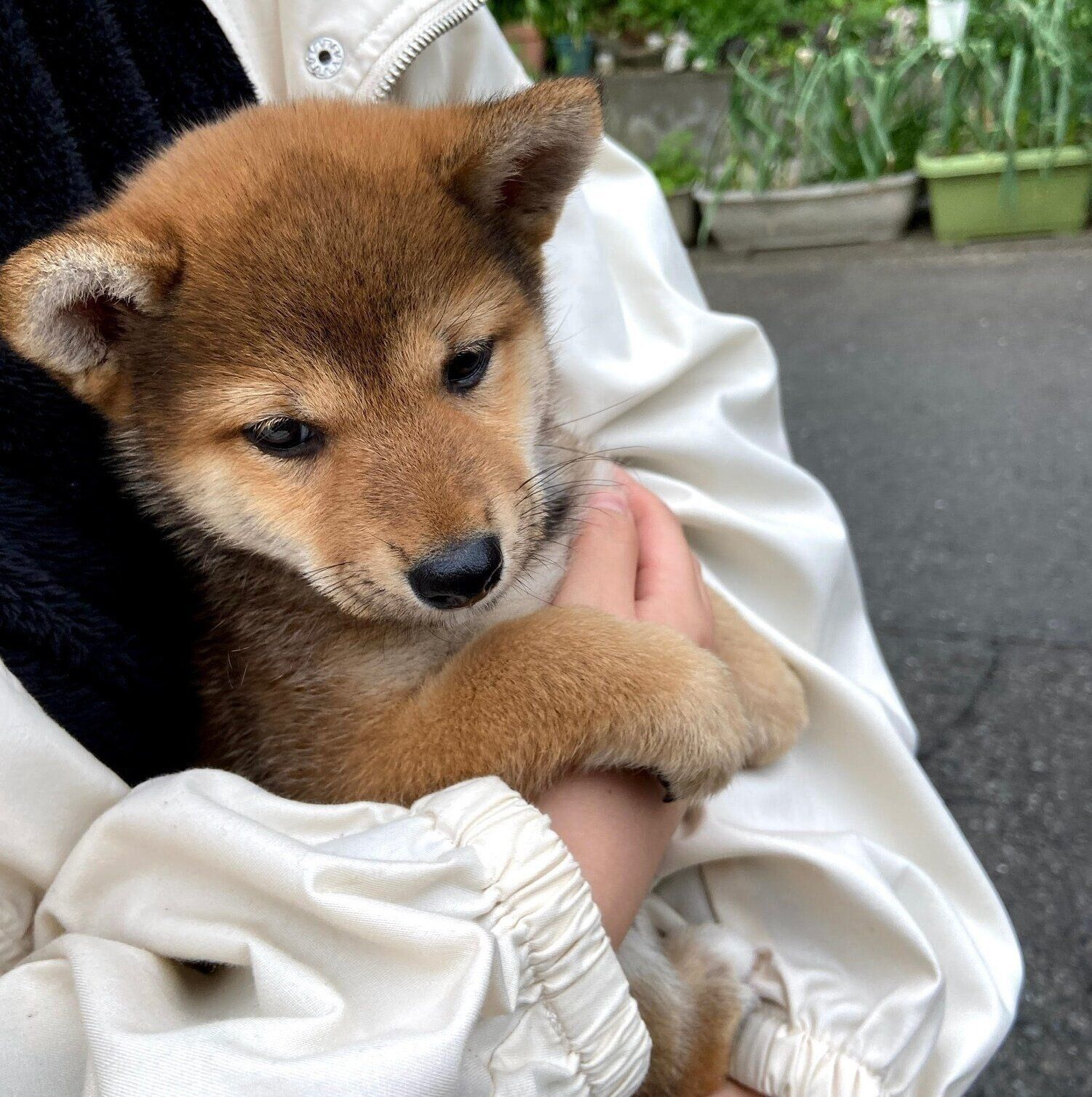 抱っこ散歩をするおとちゃん