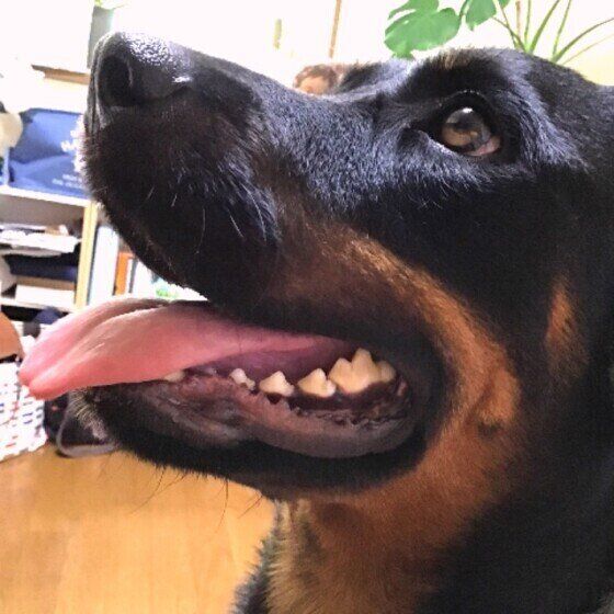 ロットワイラーのブルーナちゃん