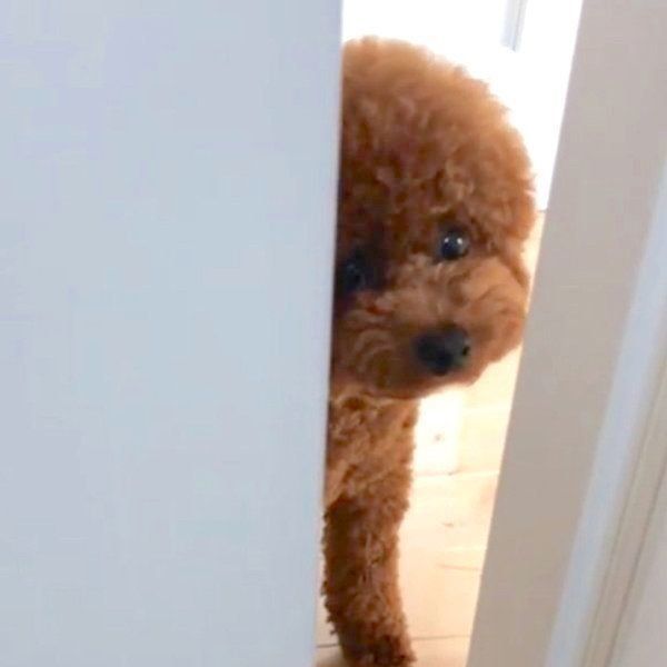 ドアの隙間から覗き込むトイ・プードル