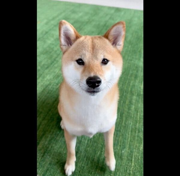 見つめる富くん