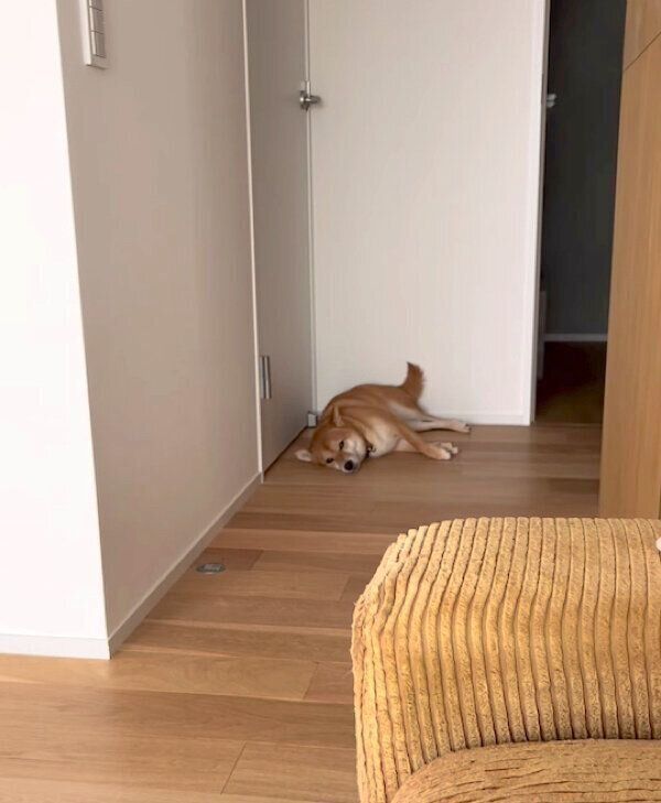 ふて寝をするあんこちゃん