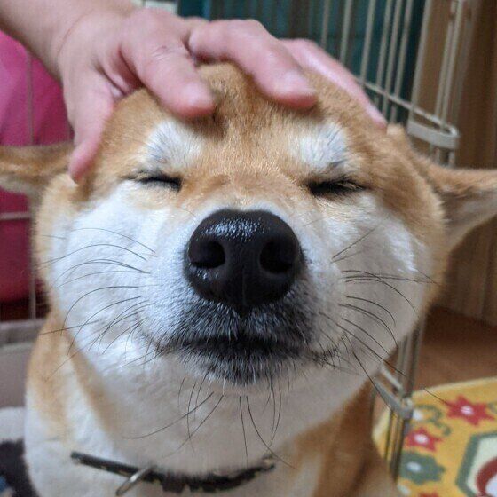 犬の脱毛症「抜け毛」と「脱毛」はどう違う？獣医師に聞いてみた いぬのきもち