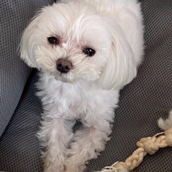 上目づかいのマルチーズ