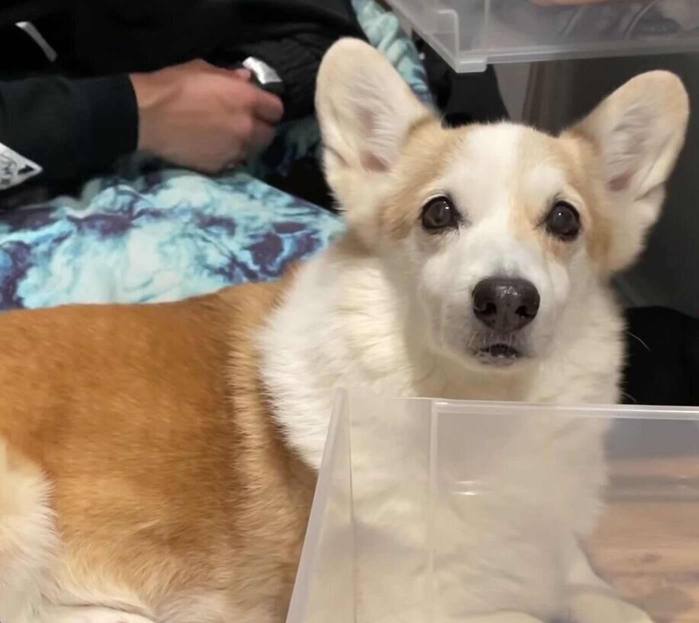 箱にアゴを乗せながらじーっ あざとさでみんなを かわいい の渦に巻き込むコーギー犬 いぬのきもちweb Magazine 箱にアゴを乗せながらじーっ あざとさでみんなを かわいい の渦に巻き込むコーギー犬 いぬのきもちweb Magazine