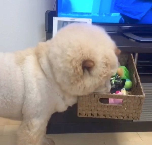 オモチャを自分で取るチャウ・チャウ