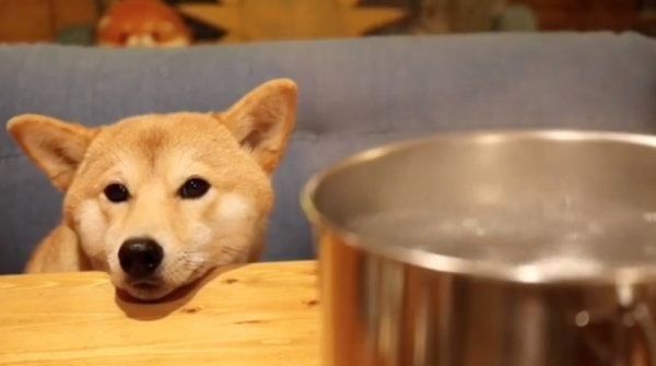 柴犬のぷんちゃん