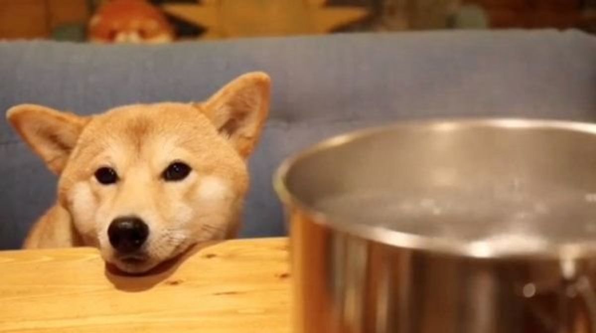 雰囲気ありすぎ 柴犬居酒屋 でくつろぐワンコが激かわ いぬのきもちweb Magazine 雰囲気ありすぎ 柴犬居酒屋 でくつろぐワンコが激かわ いぬのきもちweb Magazine