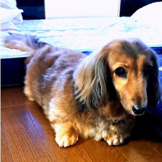 カニーンヘン・ダックスフンド　しっぽ