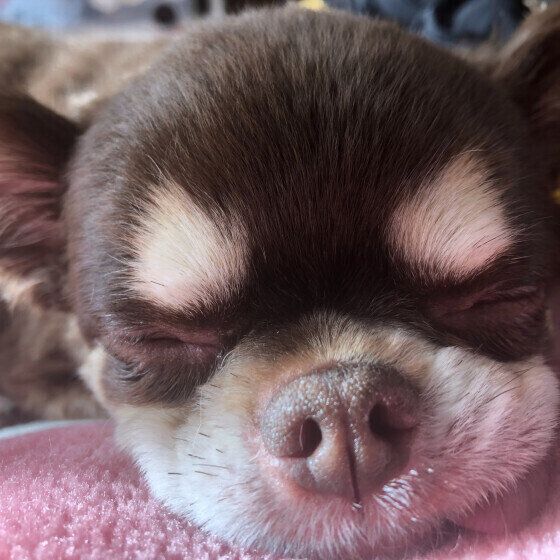 チワワのギン太 くん