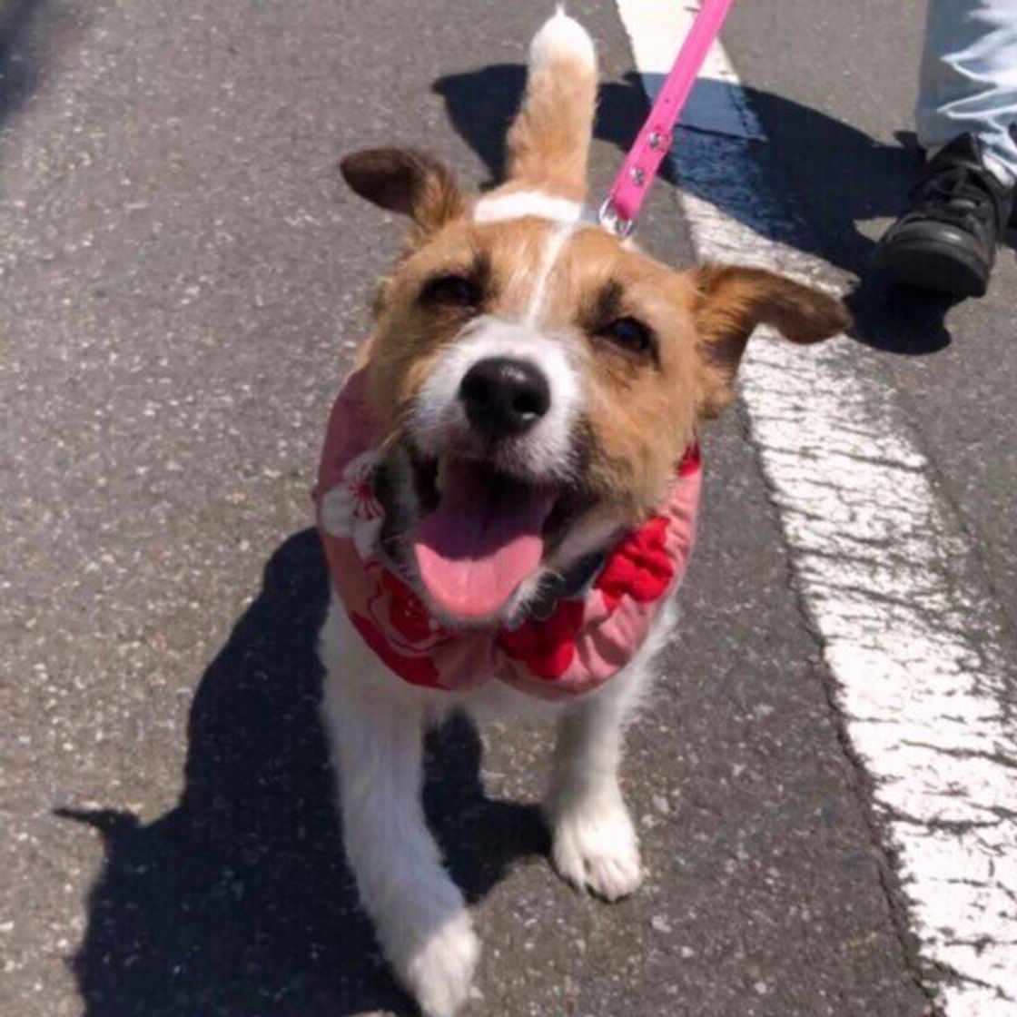 温度や湿度が高い日の犬のお散歩 ベストな時間帯は いぬのきもちweb Magazine 温度や湿度が高い日の犬のお散歩 ベストな時間帯は いぬのきもちweb Magazine