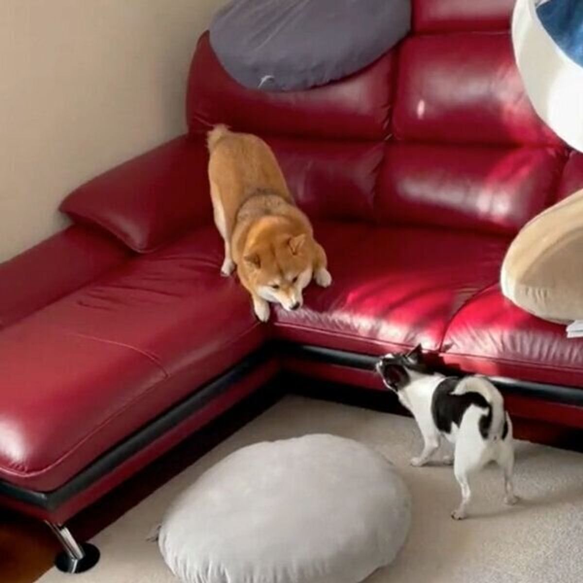 切なすぎる失敗 同居犬とのバトル中に柴犬が見せた ドン臭い行動 が可愛い いぬのきもちweb Magazine 切なすぎる失敗 同居犬とのバトル中に柴犬が見せた ドン臭い行動 が可愛い いぬのきもちweb Magazine