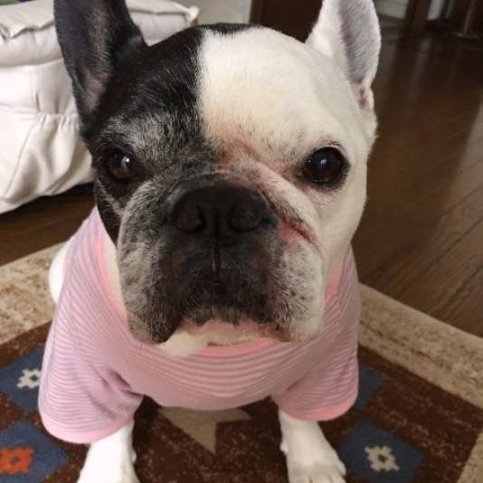 フレンチ・ブルドッグ