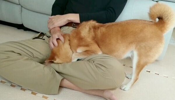 パパさんに甘えるわさびちゃん