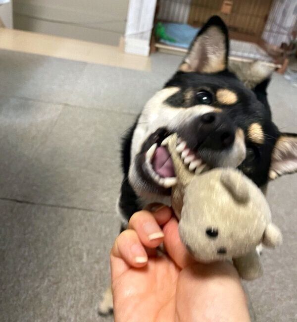 豆ちゃんと遊ぶ心陽ちゃん