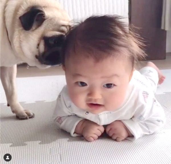 仲良しなパグと赤ちゃん