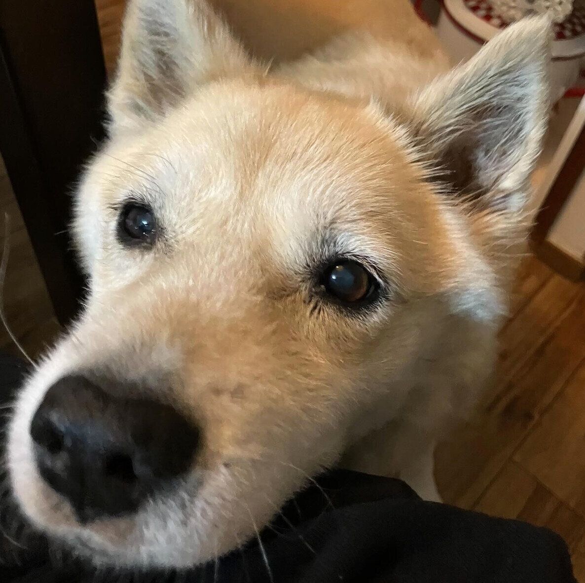 見つめるしずくちゃん