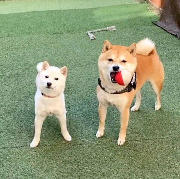 庭で遊ぶ豆千代くんとモチ代さん