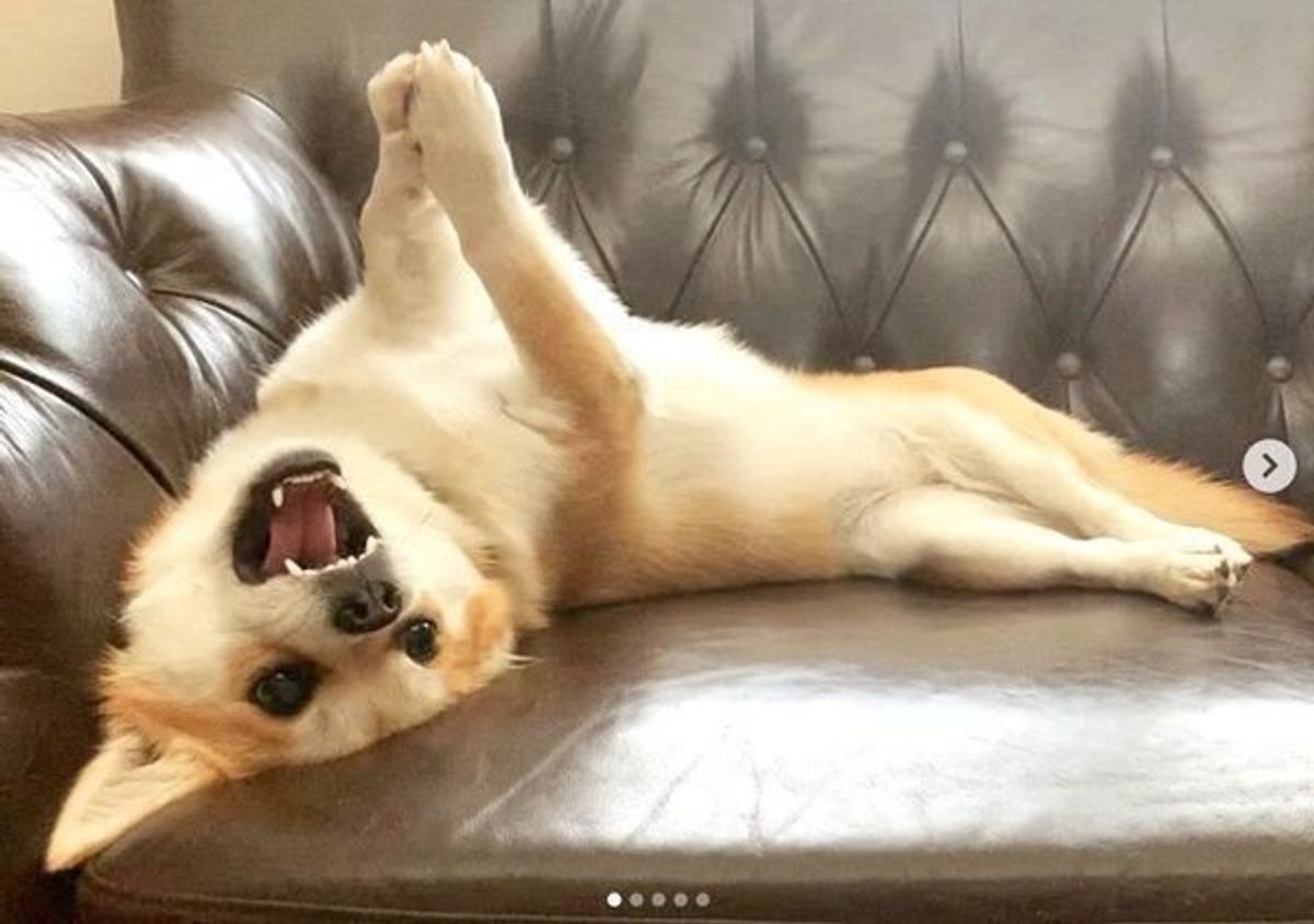かわいくて賢い おねだり犬 に悶絶 でもエスカレートすると困ったことに いぬのきもちweb Magazine かわいくて賢い おねだり犬 に悶絶 でもエスカレートすると困ったことに いぬのきもちweb Magazine