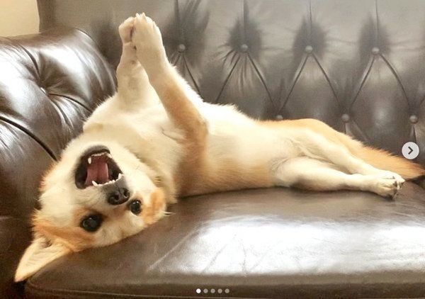 可愛くおねだりするココニー ちゃん