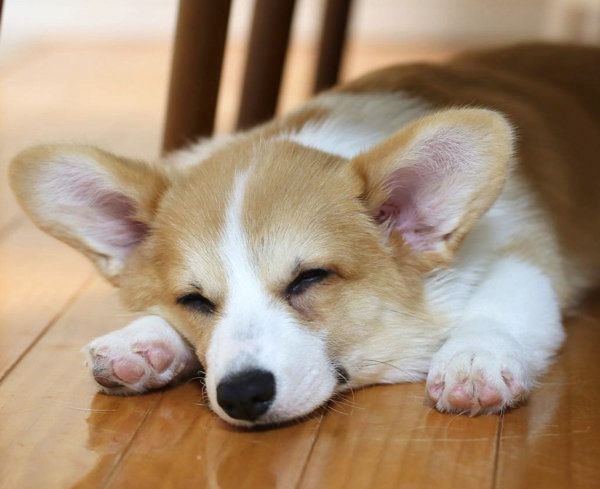 気持ちよく眠るコーギー