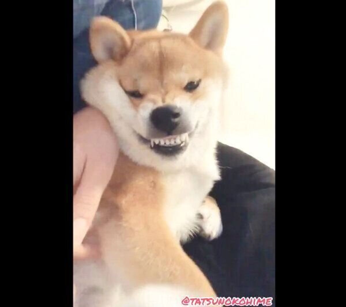 ツンデレの極み 自ら膝の上に乗ったのに 突然 お怒りモード になる柴犬が不思議可愛い いぬのきもちweb Magazine ツンデレの極み 自ら膝の上に乗ったのに 突然 お怒りモード になる柴犬が不思議可愛い いぬのきもちweb Magazine