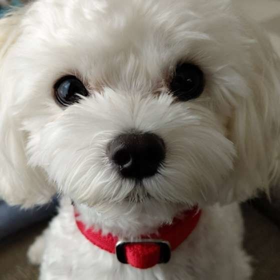 かわいいマルチーズ
