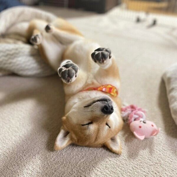 ヘソ天で眠るニコちゃん