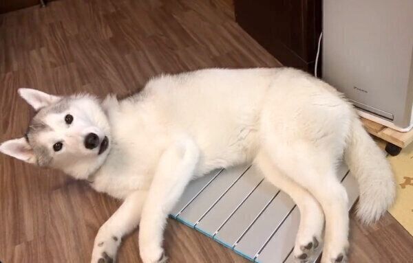 お散歩に行けなくて文句を言うぷくちゃん