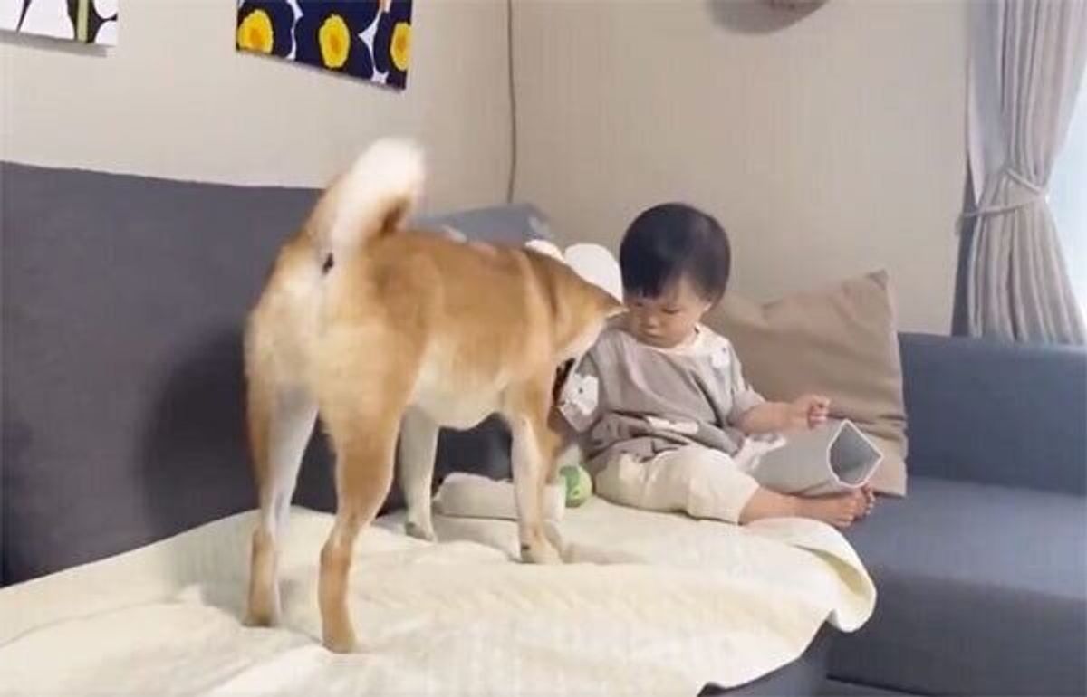 柴犬兄さんからボールを渡されて困惑する妹ちゃん 考えた末の行動にキュン いぬのきもちweb Magazine 柴犬兄さんからボールを渡されて困惑する妹ちゃん 考えた末の行動にキュン いぬのきもちweb Magazine