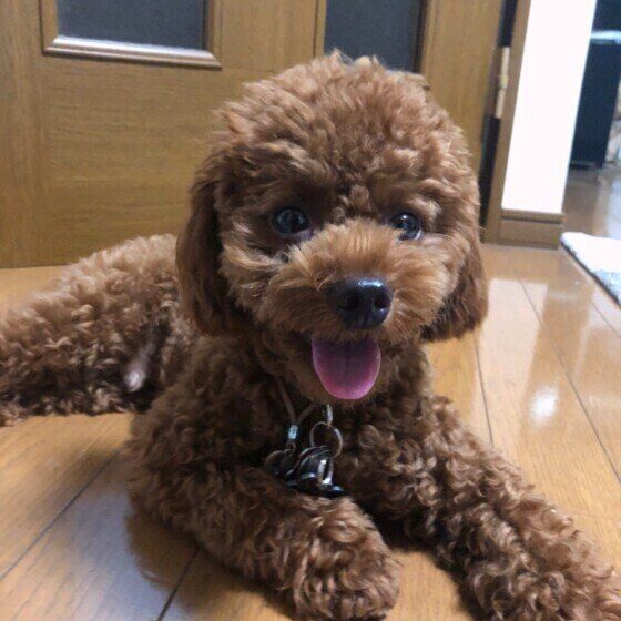 トイ・プードルのぽちゃくん