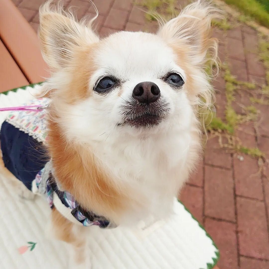 チワワのひっちゃん