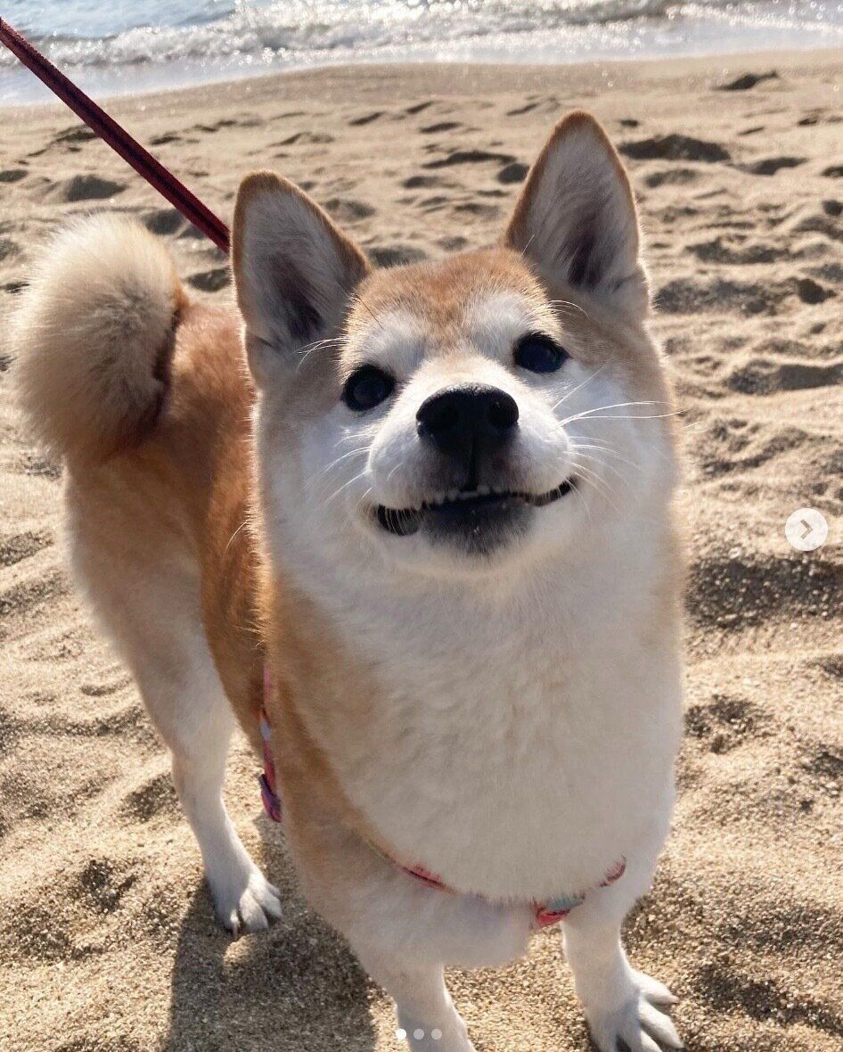 お出かけを楽しむひよりちゃん