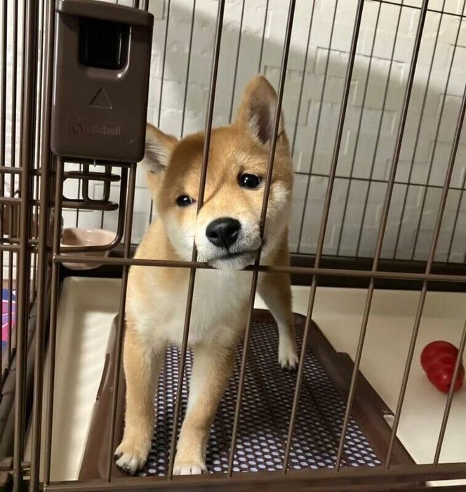 やんちゃそうな顔をするゴンくん