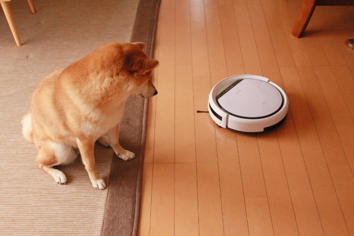 柴犬マロたん 6年ぶりにやってきたロボット掃除機と対面 戦いの行方はいかに いぬのきもちweb Magazine