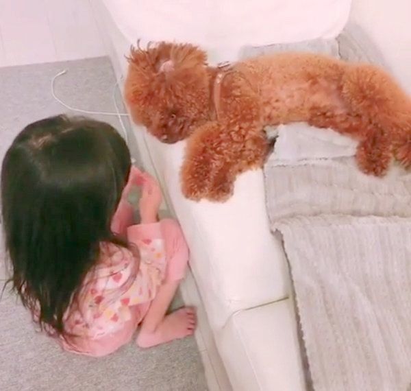 女の子の遊びに付き合うトイ・プードル