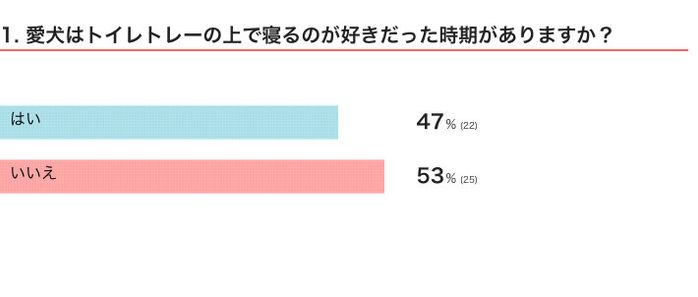 愛犬はトイレトレーの上で寝るのが好きだった時期がある?