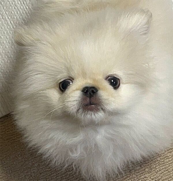 見つめるおこめくん