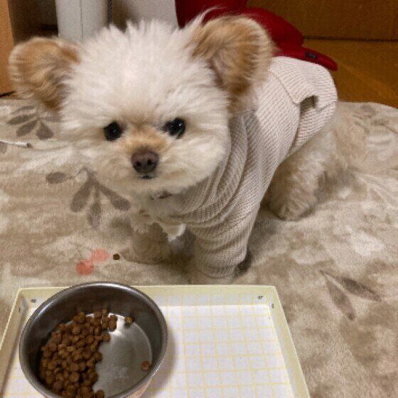 ドッグフードの切り替えを成功させるポイント いぬのきもち