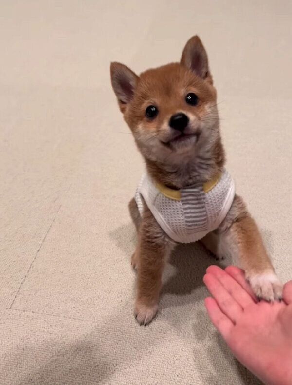 オカワリをするこうめちゃん