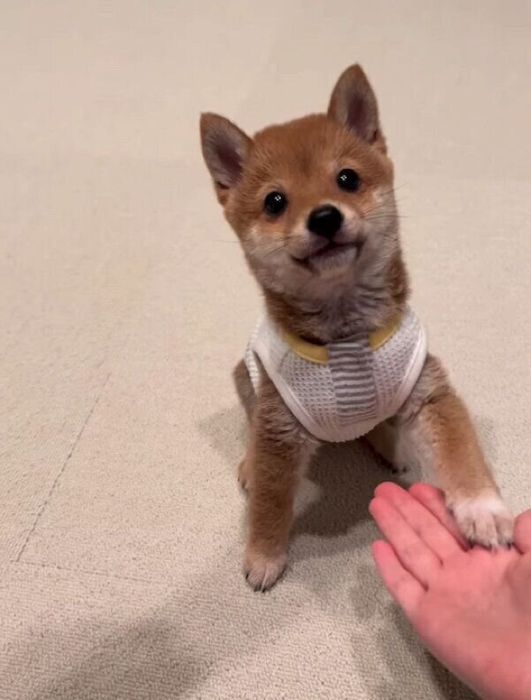 オカワリをするこうめちゃん