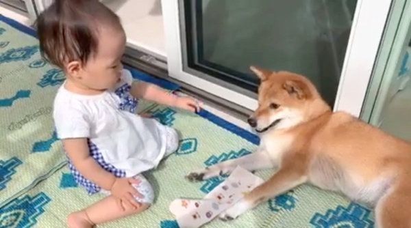 女の子に「どーぞ」される柴犬