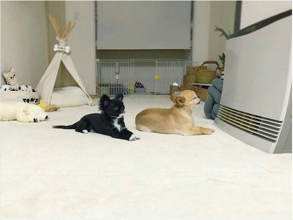 ストーブで温まるチワワ