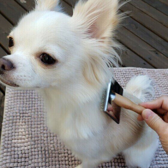 ケガにもつながる Ngブラッシング に注意 犬の換毛期に特に気を付けたいこと いぬのきもちweb Magazine