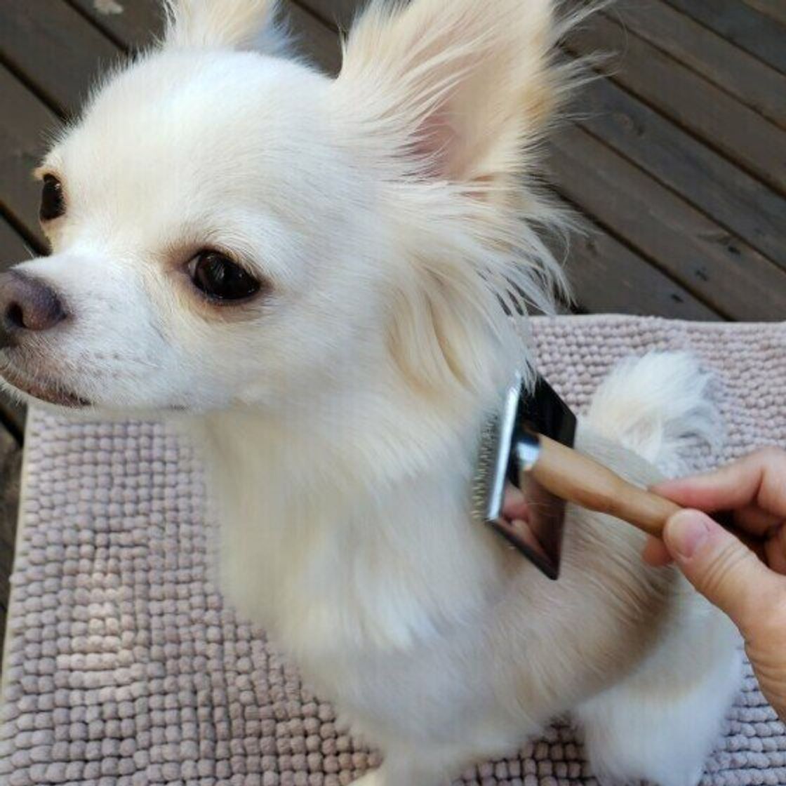 ケガにもつながる Ngブラッシング に注意 犬の換毛期に特に気を付けたいこと いぬのきもちweb Magazine ケガにもつながる Ngブラッシング に注意 犬の換毛期に特に気を付けたいこと いぬのきもちweb Magazine