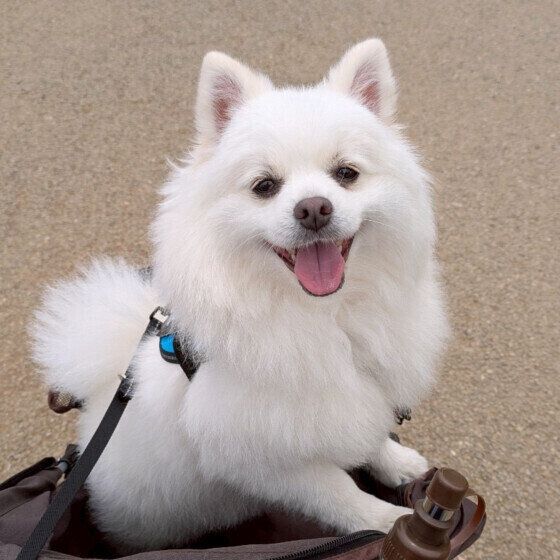 笑顔のポメラニアン いぬのきもち