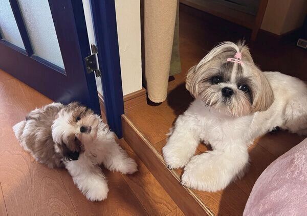 まったりする2頭